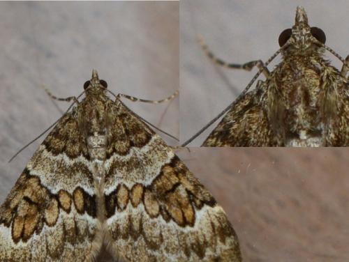 Thera sp.